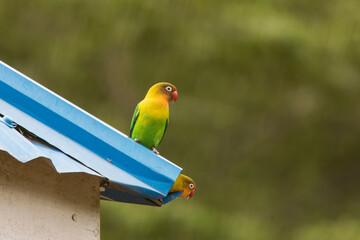 Beautiful colourful lovebirds playing at the roof of the house.