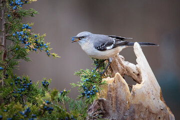 mockingbird eating blue cedar berry