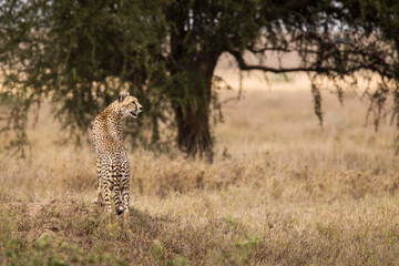 Cheetah in the grass during safari at Serengeti National Park in Tanzania. Wild nature of Africa..