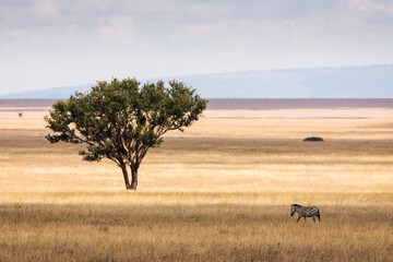 African zebras at beautiful landscape in the Serengeti National Park. Tanzania. Wild nature of Africa. Single tree in background. - obrazy, fototapety, plakaty