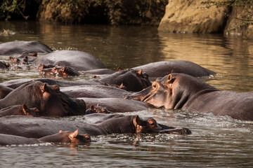 Fototapeta na wymiar Group of hippopotamus in the water in a beautiful landscape of Serengeti National Park, Tanzania. Wild nature of Africa.