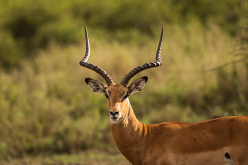 Closeup of Impala image taken on Safari located in the Serengeti, National park, Tanzania. Wild nature of Africa.