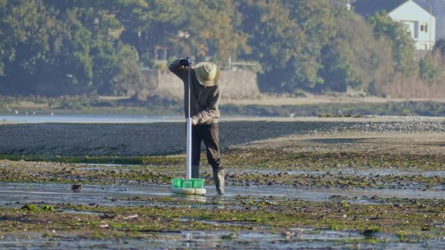 Man extracting shellfish with a suction device on a beach in Galicia, Spain