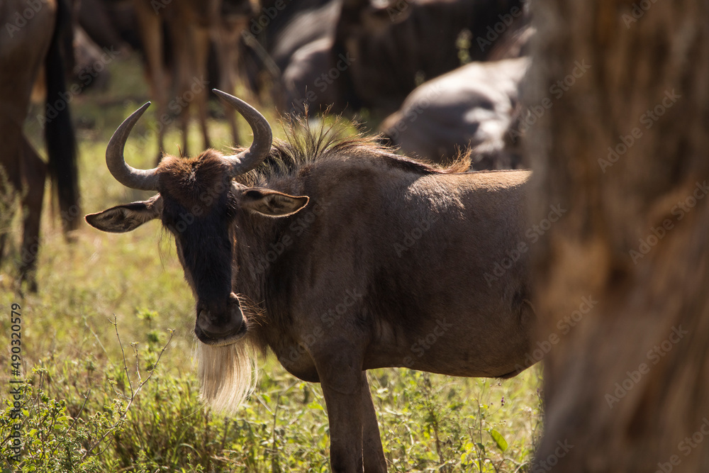 Wall mural Group of wildebeasts during safari in National Park of Serengeti, Tanzania. Wild nature of Africa.