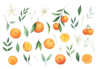Foto op Plexiglas Watercolor orange citrus collection isollated on white background. Summer fruits big set.  © Tanya Trink