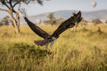 Hawk flying over savana with balloon in background in Serengeti National Park in Tanzania during safari with blue sky in background. Wild nature of Africa