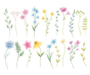 Obraz na płótnie Canvas Wildflowers watercolor illustration isolated on white background. Perfect for wedding invitations. Summer flowers.