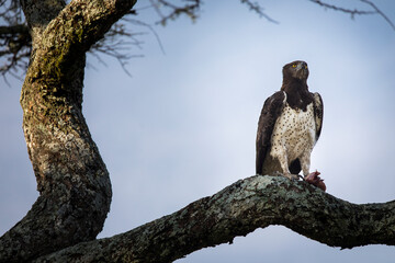 Hawk resting on a tree in Serengeti National Park in Tanzania during safari with blue sky in background