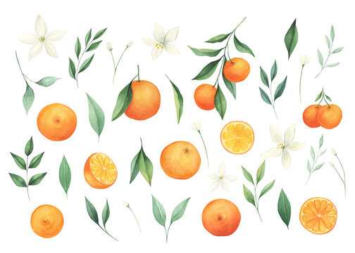 Watercolor orange citrus collection isollated on white background. Summer fruits big set. 
