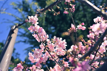 梅の季節 002〜 Spring  Tokyo