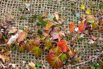 Climbing plant with colorful autumn leaves grow through a net
