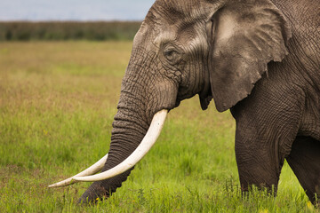 Elefant, der Gras während der Safari im Nationalpark von Ngorongoro, Tansania frisst. Wilde Natur Afrikas.