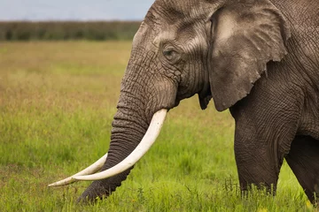 Fototapete Elefant Elefant, der Gras während der Safari im Nationalpark von Ngorongoro, Tansania frisst. Wilde Natur Afrikas.