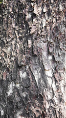 Texture of crack gray rain tree bark with     