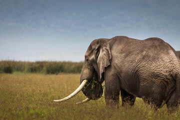 Naklejka na ściany i meble Elephant eating grass during safari in National Park of Ngorongoro, Tanzania.. Wild nature of Africa.