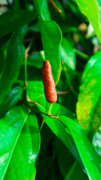 Green long pepper with green leaves