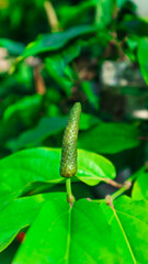 Green long pepper with green leaves