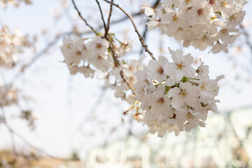 満開の川沿いのソメイヨシノの花　背景　風景