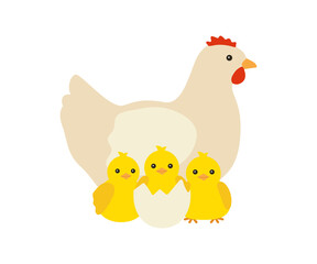 Chicken family, hen mother and her yellow baby chicks. Chicken with brood, symbol easter. Family of domestic fowl, poultry birds. Vector illustration