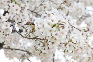 満開の川沿いのソメイヨシノの花　背景　風景
