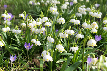 Leucojum vernum white spring snowflake flowers in the sunny gardenr