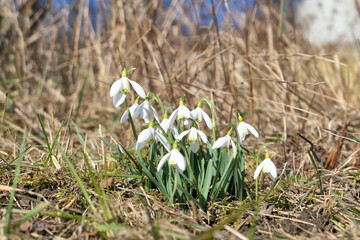 Snowdrops flowers. First signs of spring.
