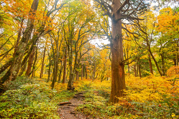 Fototapeta premium 伯耆大山 元谷林道の紅葉
