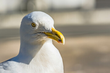 Seagull in NYC Manhattan environment, big bird in bib city urban metropolis.
