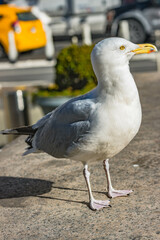 Seagull in NYC Manhattan environment, big bird in bib city urban metropolis.