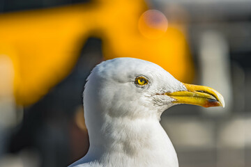 Seagull in NYC Manhattan environment, big bird in bib city urban metropolis.