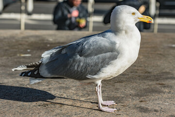 Seagull in NYC Manhattan environment, big bird in bib city urban metropolis.