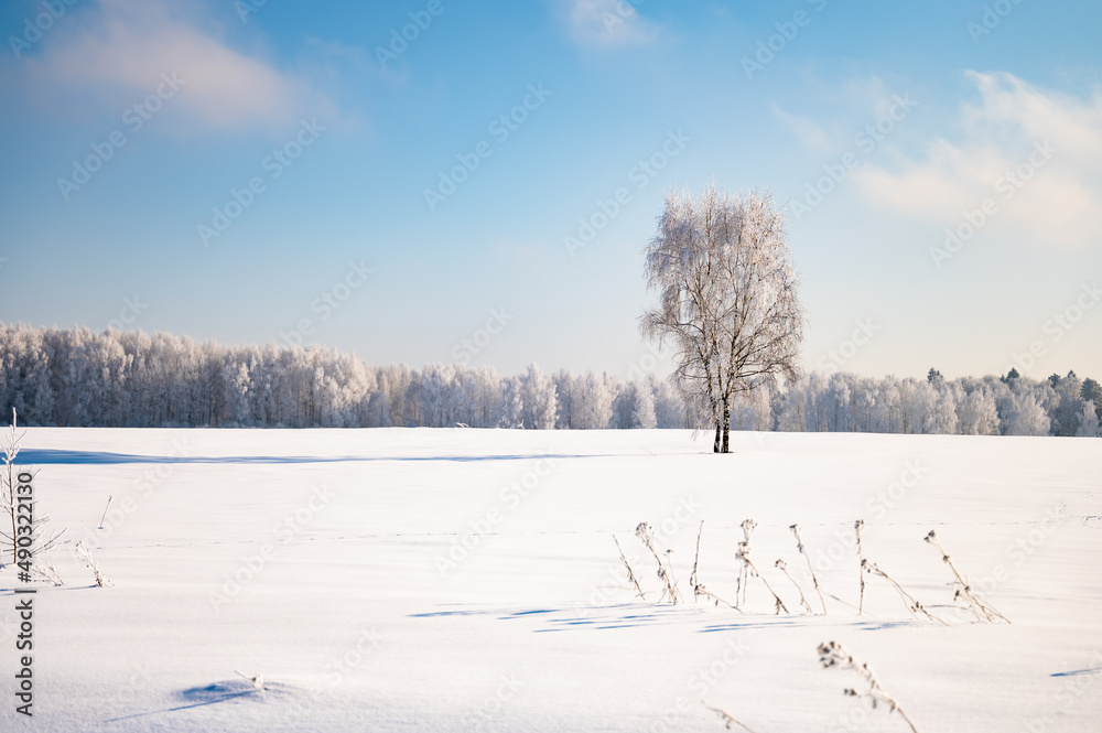 Sticker landscape forest frosty in winter