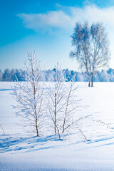 landscape forest frosty in winter