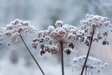 Frost