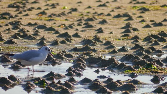 Common gull stepping on land with its feet to acquire food at Boiro beach, Galicia, Spain. Shot with telephoto lens