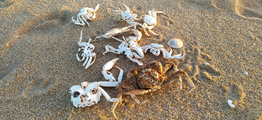 Esqueletos blancos de cangrejos sobre la arena de una playa