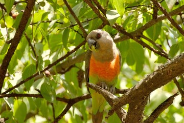 Ein männlicher Rotbauchpapagei (Poicephalus rufiventris) frisst in einer Ringelhülsenakazie, Äthiopien.