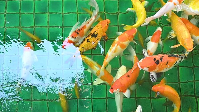 Koi fish or Amur carp fish slow motion swimming in pond