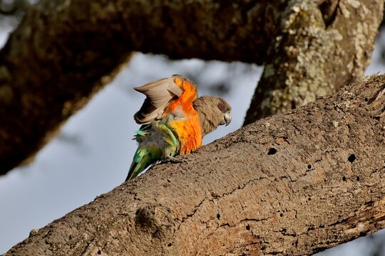 Ein männlicher Rotbauchpapagei (Poicephalus rufiventris) auf einem Baumstamm streckt die Flügel, Äthiopien.
