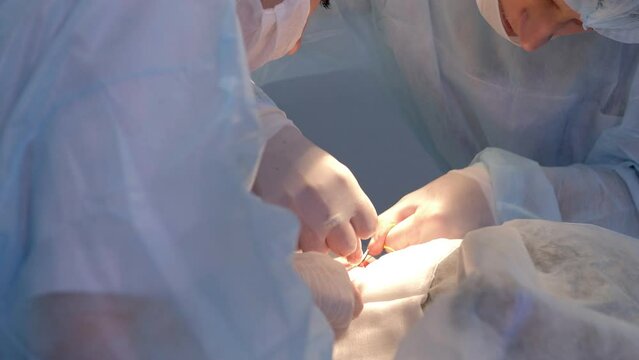 Veterinarians perform surgery on a dog on the operating table at a local clinic. Dachshund in veterinary surgery. Veterinarians perform surgery on a dog.Two veterinarians perform abdominal surgery