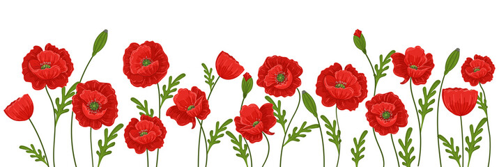 Vector horizontal background with red poppies on a white background. Banner with beautiful summer flowers.