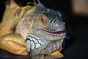 iguana in the zoo