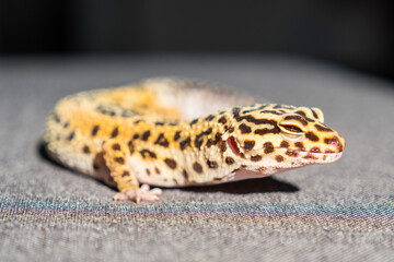 Leopard Gecko (eublepharis macularius) on gray background, close up detail