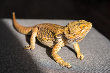 Bearded dragon (Pogona vitticeps) close-up detail on the floor