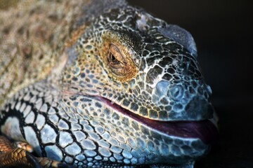 close up portrait of iguana