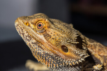 Bearded dragon (Pogona vitticeps) close-up detail on the floor