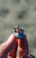 Hermit Crab on the beach. Wildlife Beach, Hermit Crab, Animal Shell, Seashell White Beach Macro Sunny Day.