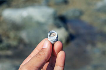 Hermit Crab on the beach. Wildlife Beach, Hermit Crab, Animal Shell, Seashell White Beach Macro Sunny Day.