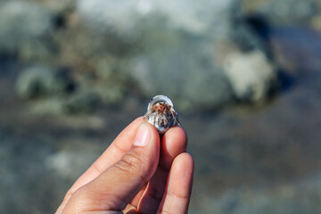 Hermit Crab on the beach. Wildlife Beach, Hermit Crab, Animal Shell, Seashell White Beach Macro Sunny Day.