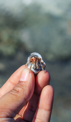 Hermit Crab on the beach. Wildlife Beach, Hermit Crab, Animal Shell, Seashell White Beach Macro Sunny Day.